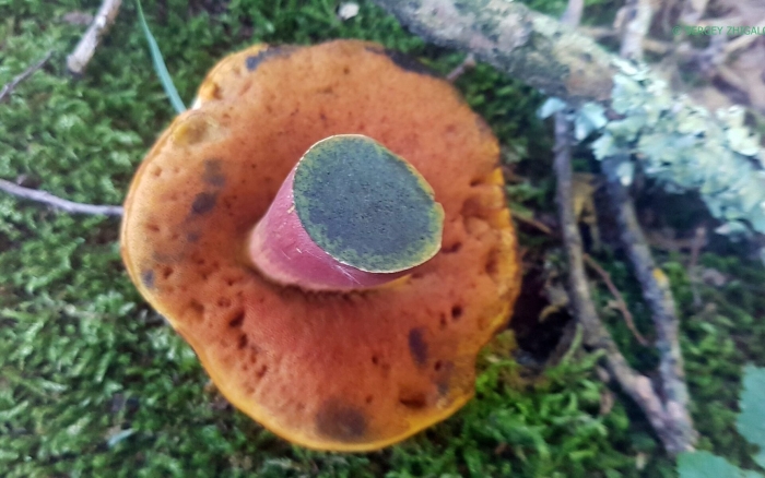 Дубовик крапчатый гриб