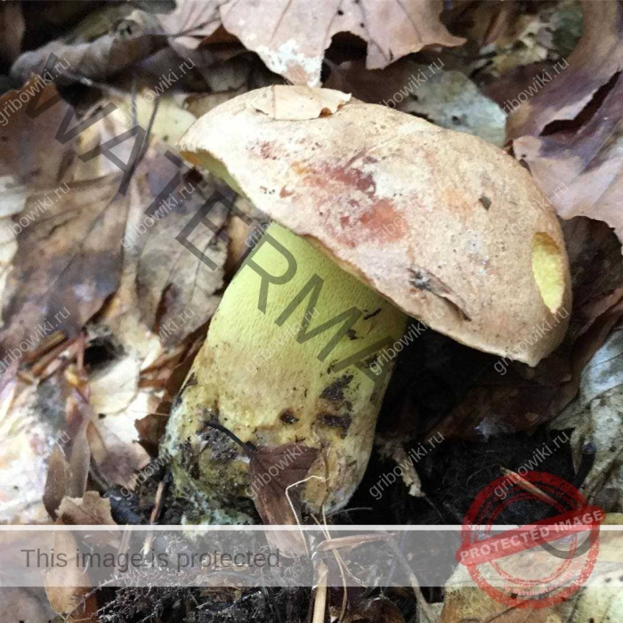 Боровик девичий (boletus appendiculatus)
