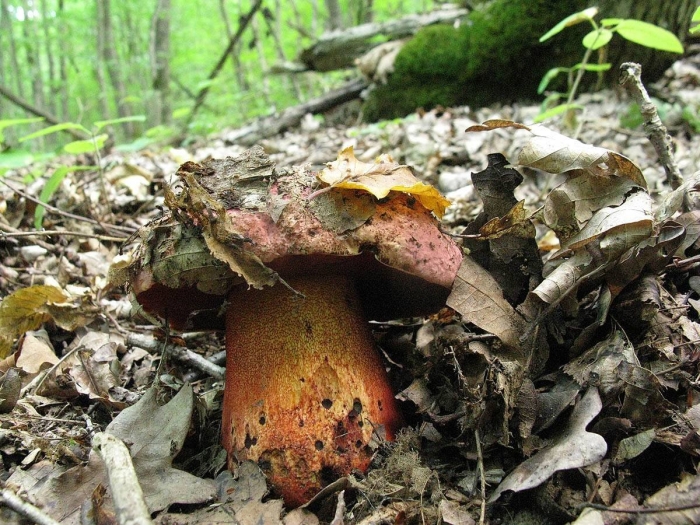 Боровик розовокожий гриб