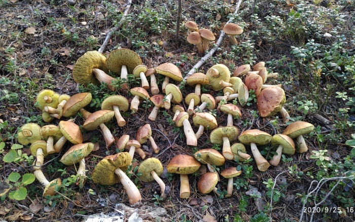 Гриб моховик пёстрый