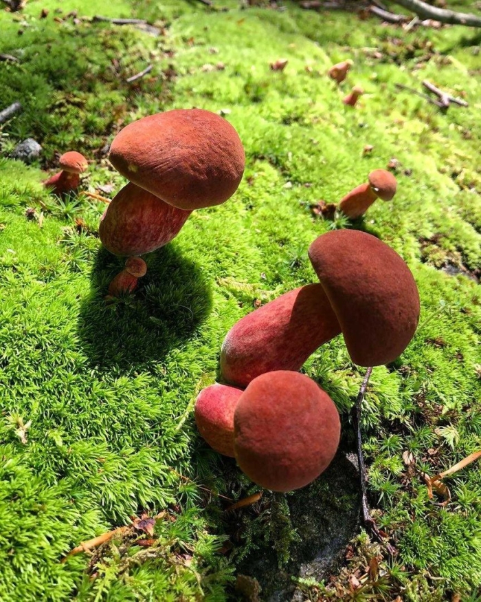 Моховик красный боровик