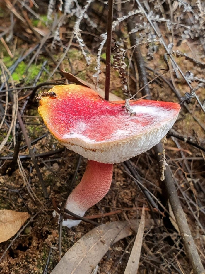 Боровик красный