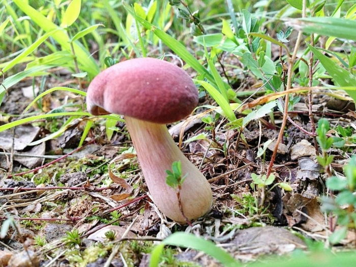 Гриб боровик