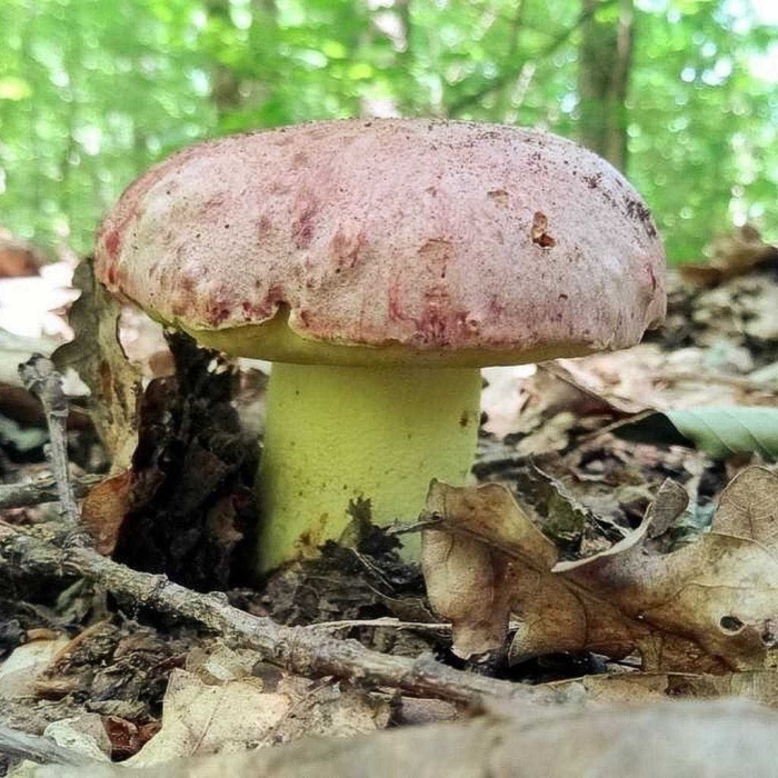 Гриб болетус королевский