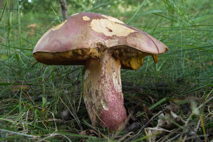 Боровик королевский болетовые