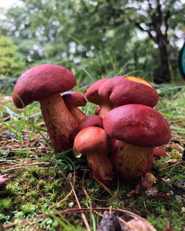 Моховик красный hortiboletus rubellus