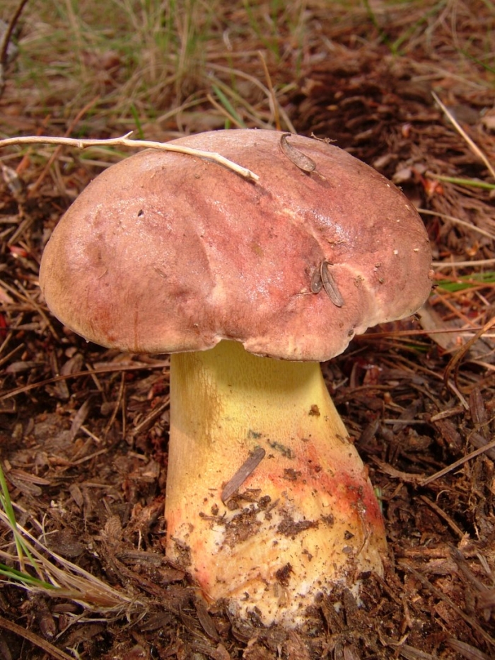 Боровик жёлтый boletus junquilleus