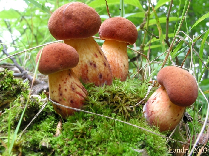 Гриб дубовик крапчатый