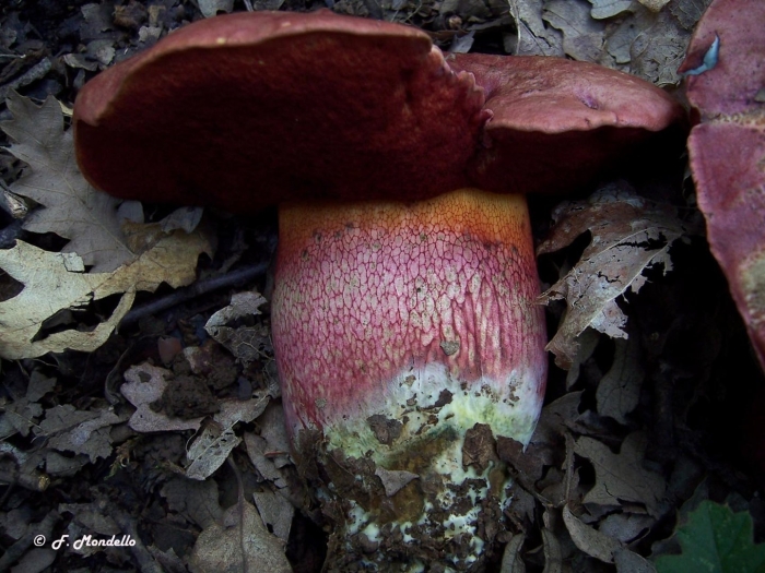 Rubroboletus dupainii