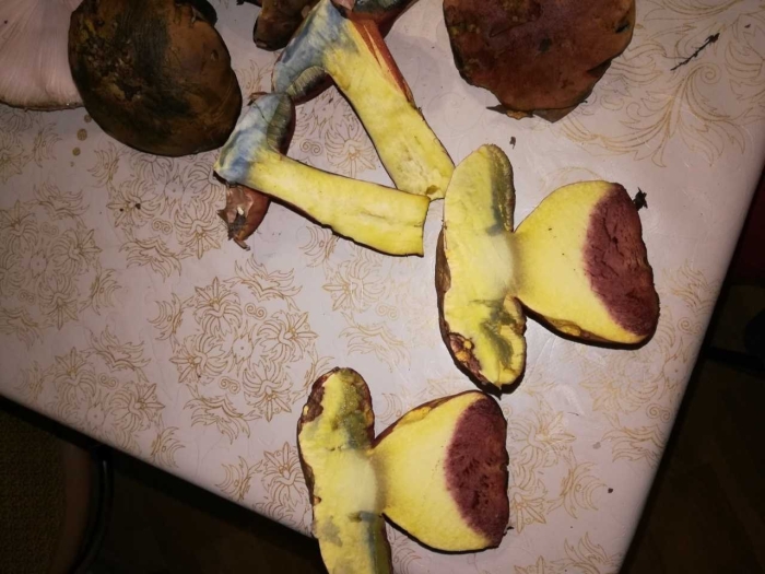 Боровик розовокожий