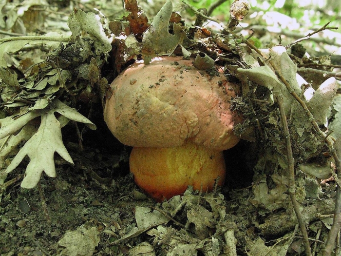 Сатанинский гриб болетовые