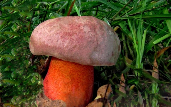 Сатанинский гриб