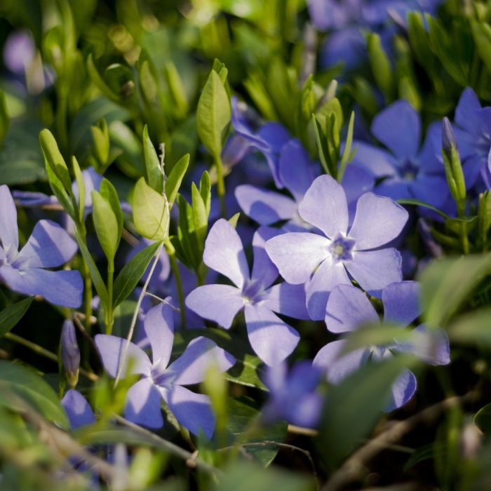 Барвинок растение