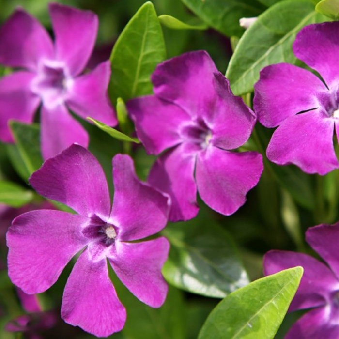 Барвинок малый атропурпуреа