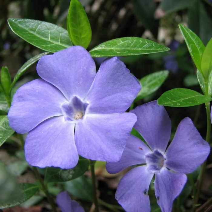 Цветок барвинок