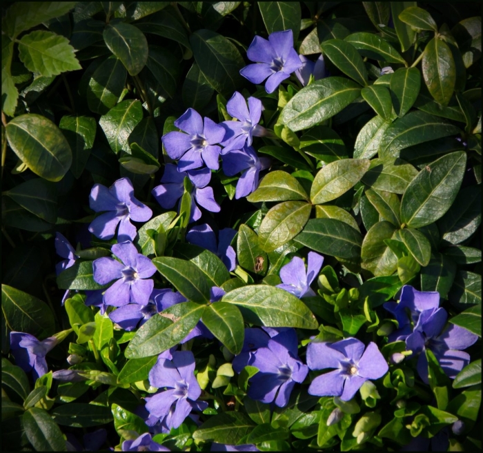 Барвинок малый