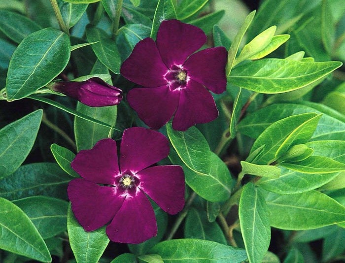 Барвинок малый атропурпуреа