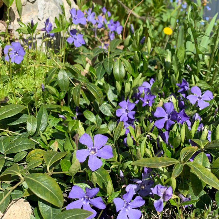 Почвопокровник барвинок