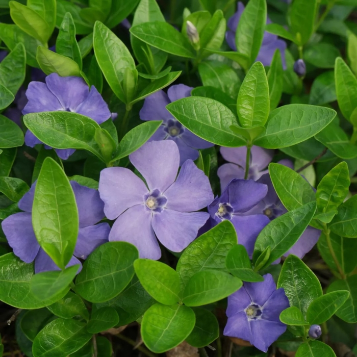 Барвинок малый vinca minor