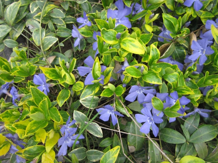 Барвинок вариегатный