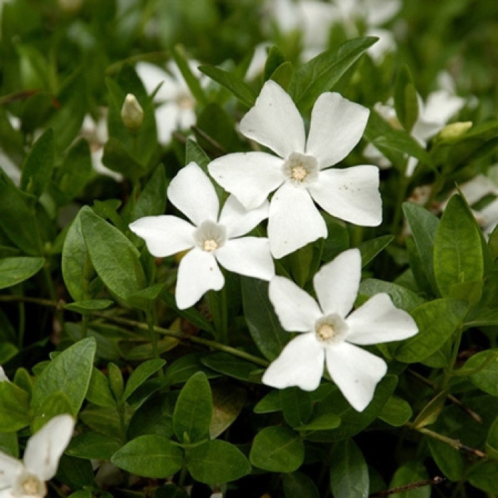 Барвинок vinca minor alba