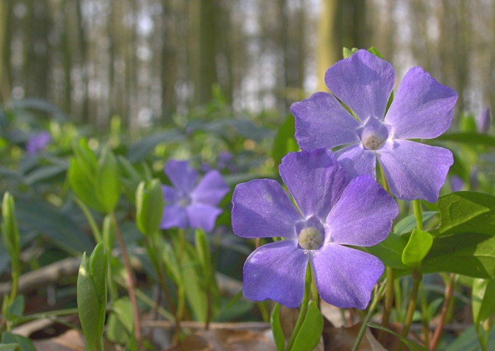 Vinca minor