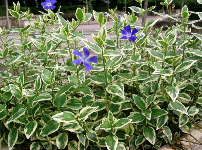 Барвинок большой вариегата