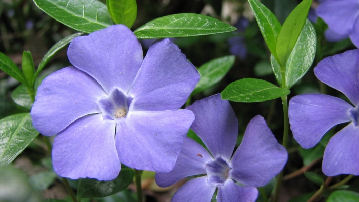 Барвинок малый атропурпурея