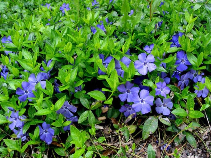 Барвинок в тени