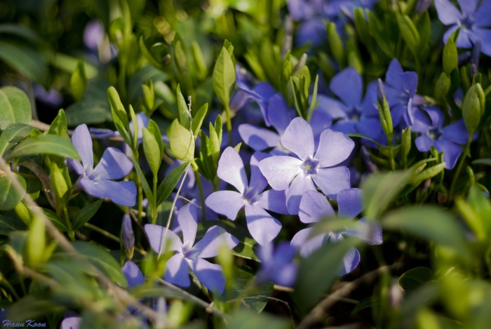 Барвинок vinca minor