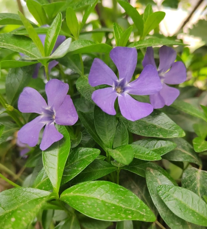 Цветок барвинок