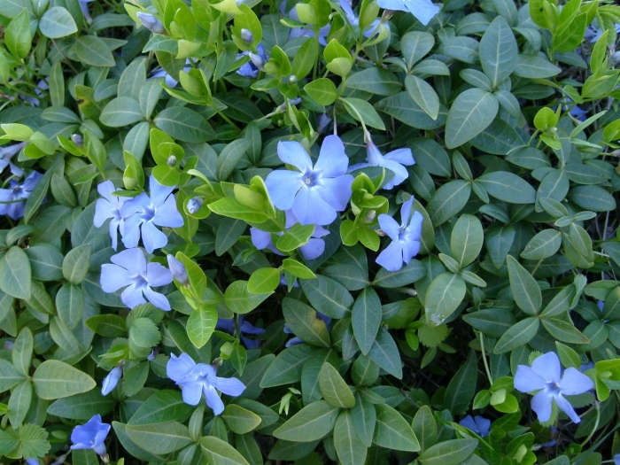 Барвинок малый vinca minor