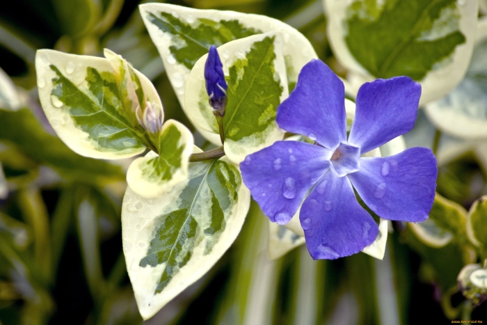 Барвинок большой vinca major