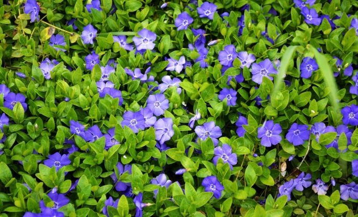 Барвинок vinca minor