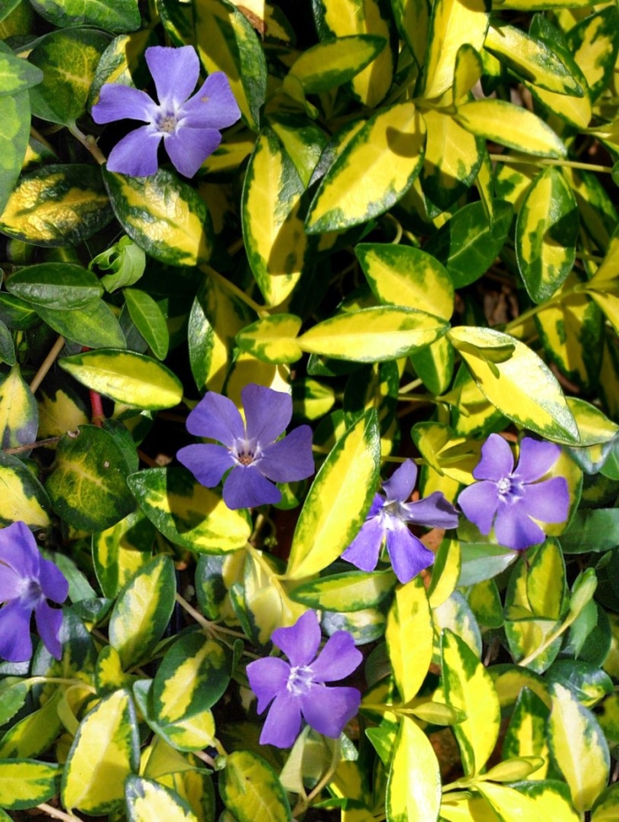 Барвинок малый иллюминейшн