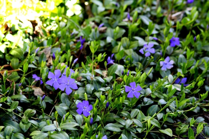 Барвинок малый vinca minor