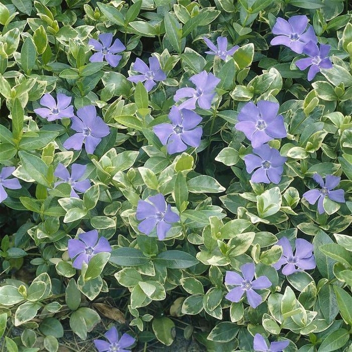 Барвинок альба вариегата