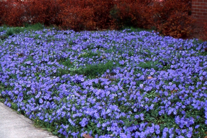 Барвинок почвопокровный многолетник