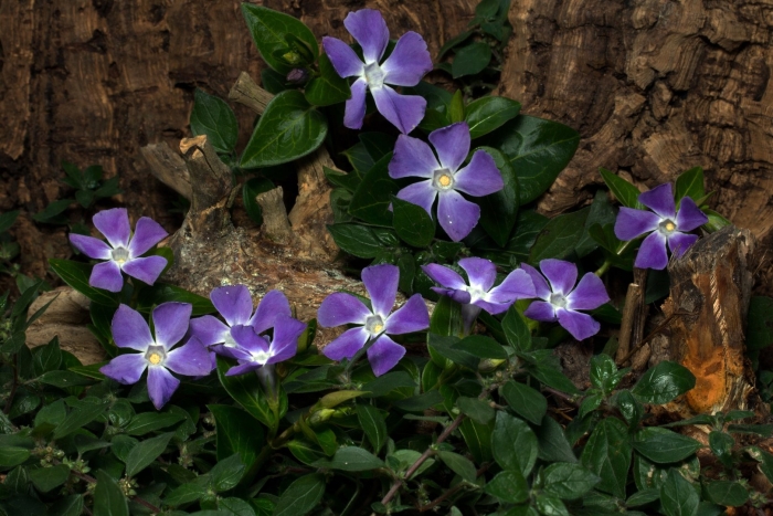 Барвинок vinca minor