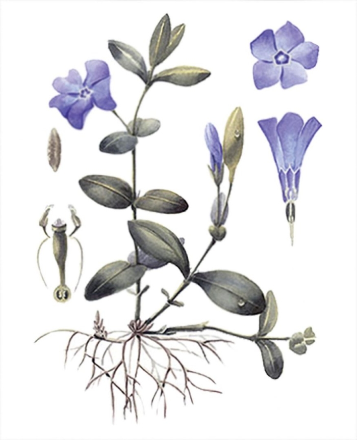 Барвинок малый гф