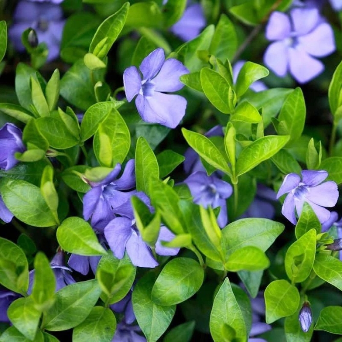 Барвинок малый (vinca minor)  illumination