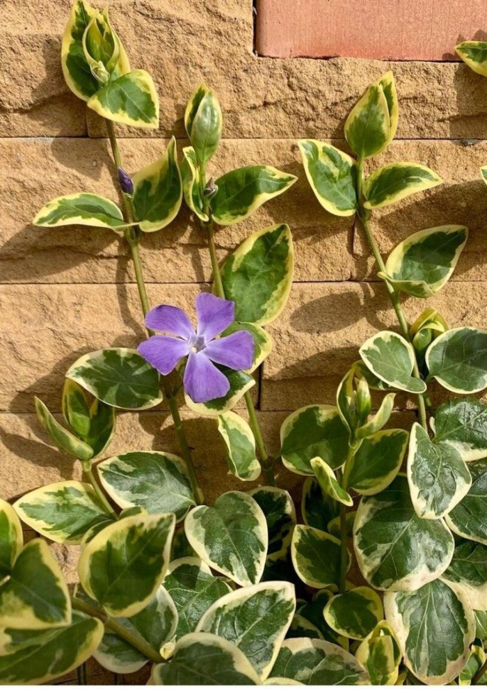 Барвинок вариегата