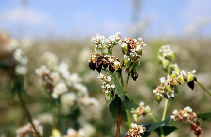 Цветущая гречиха поля алтая