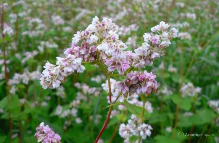 Гречиха уссурийская