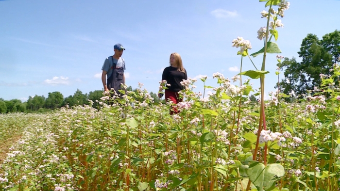 Гречиха амурская