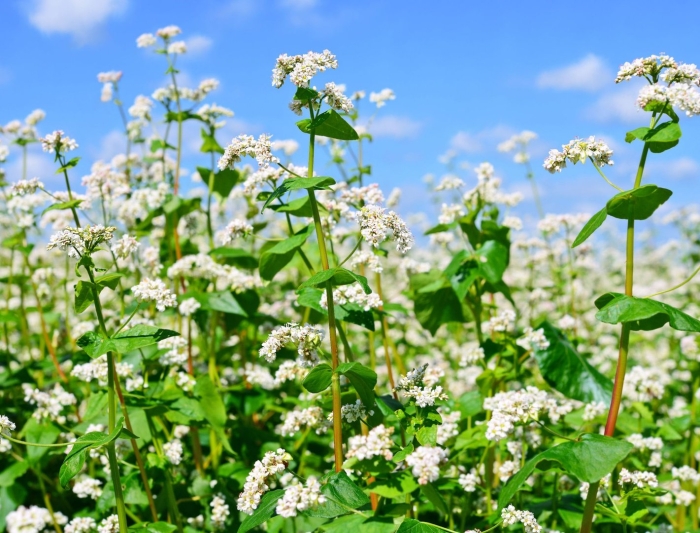 Гречиха посевная kotor