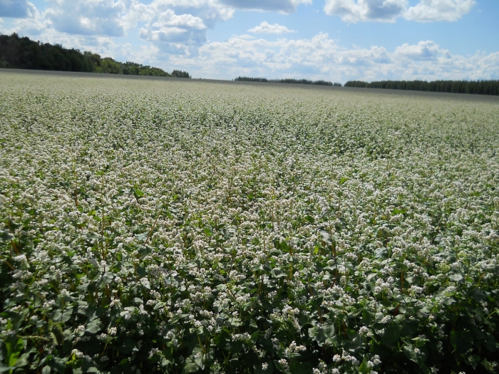 Гречиха башкирская красностебельная