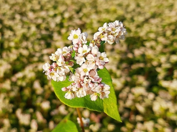 Гречиха масличная