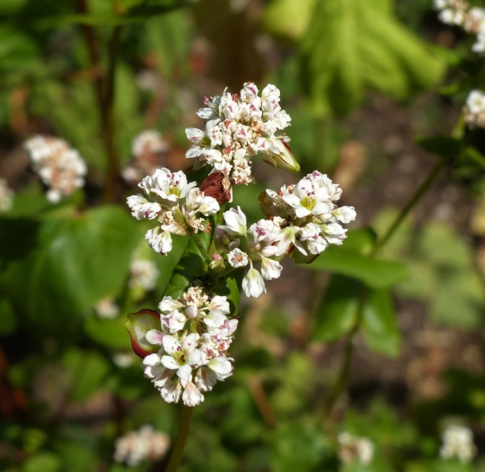 Fagopyrum tataricum