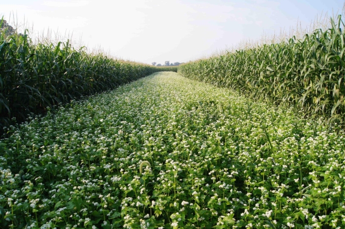 Гречиха посевная зерновая культура